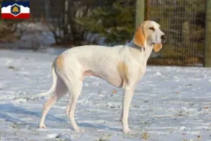 Read more about the article Porcelaine breeders and puppies in Utah
