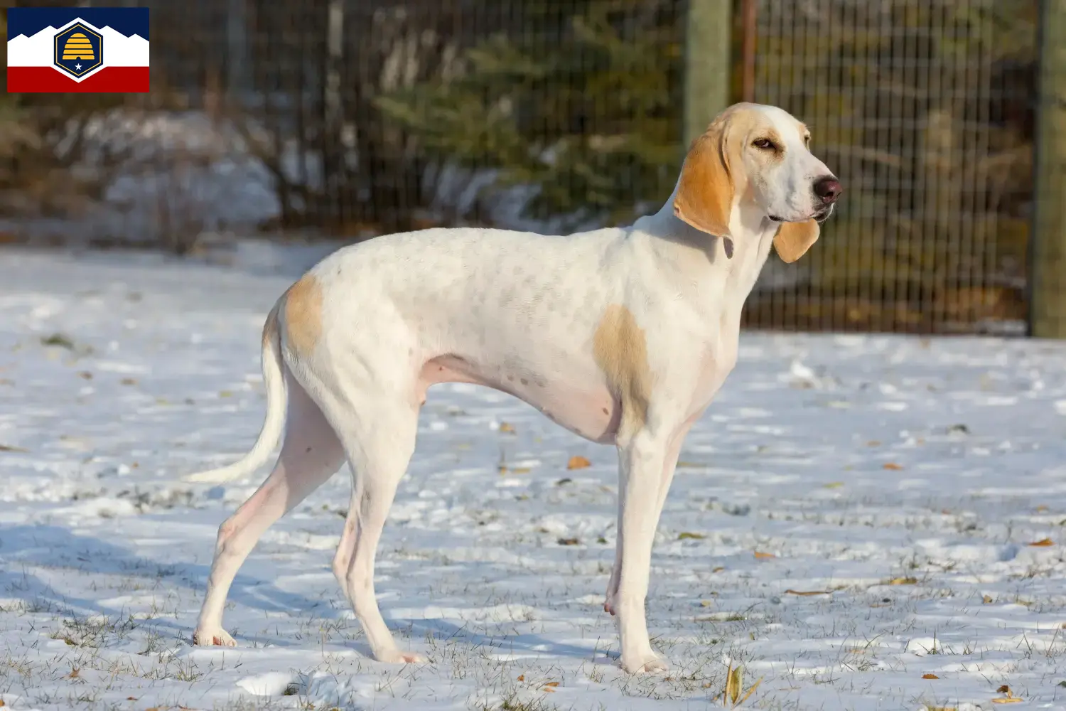 Porcelaine puppies and breeders Utah Here you can find Porcelaines breeders in Utah.