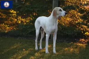 Read more about the article Porcelaine breeders and puppies in Virginia