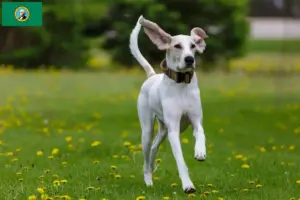 Read more about the article Porcelaine breeders and puppies in Washington