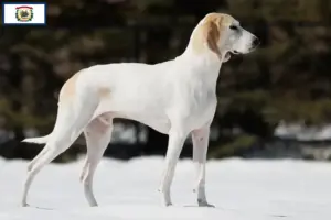Read more about the article Porcelaine breeders and puppies in West Virginia