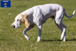 Read more about the article Porcelaine breeders and puppies in Wisconsin