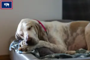 Read more about the article Porcelaine breeders and puppies in Wyoming