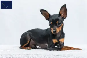 Read more about the article Prague Rattler breeders and puppies in Alaska