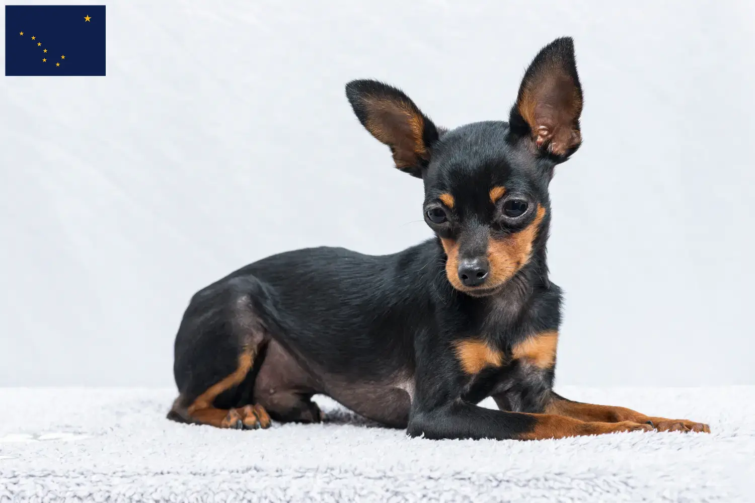 Read more about the article Prague Rattler breeders and puppies in Alaska