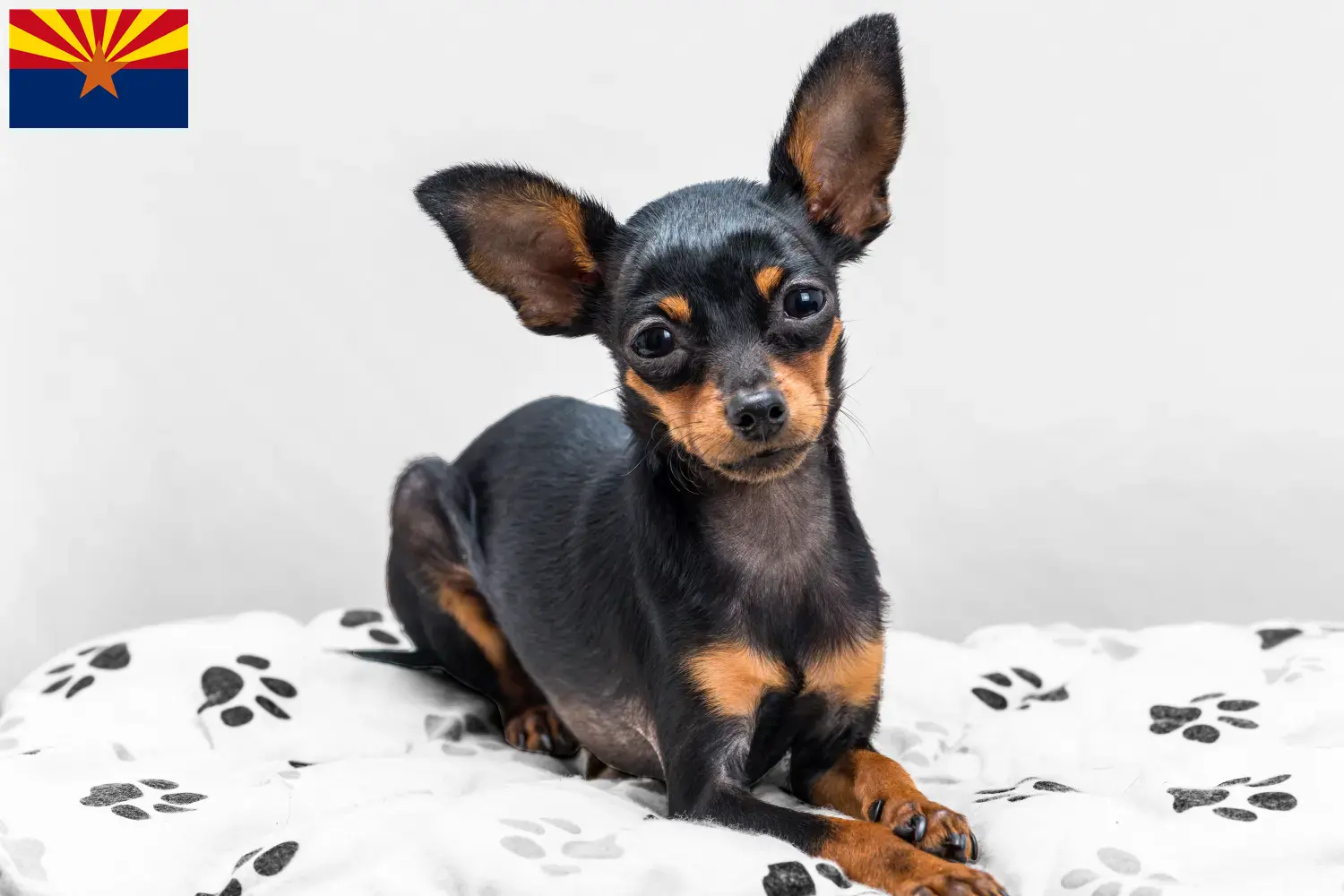 Read more about the article Prager Rattler breeders and puppies in Arizona