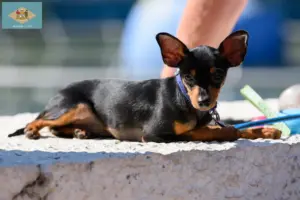 Read more about the article Prague Rattler breeders and puppies in Delaware