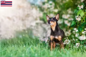 Read more about the article Prager Rattler breeders and puppies in Hawaii