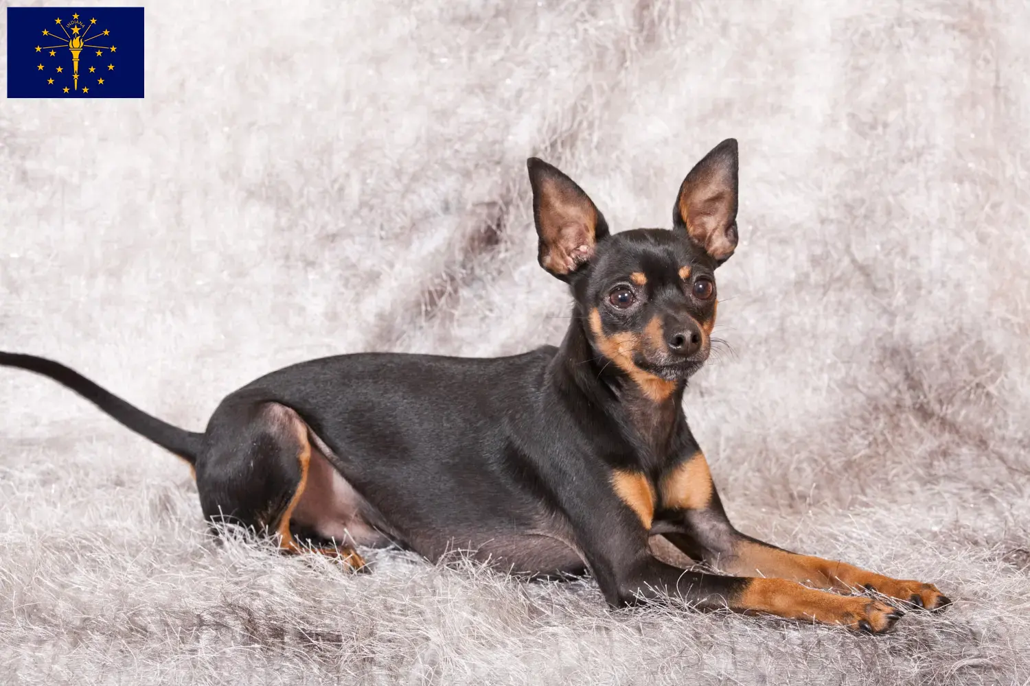 Read more about the article Prager Rattler breeders and puppies in Indiana