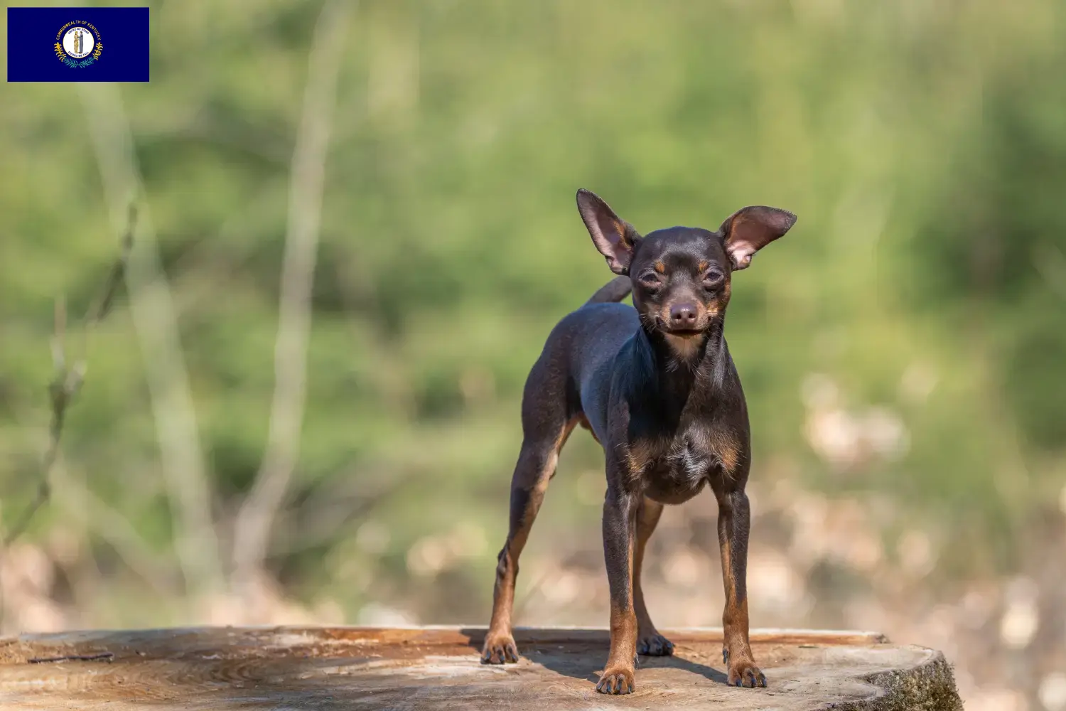 Read more about the article Prager Rattler breeders and puppies in Kentucky