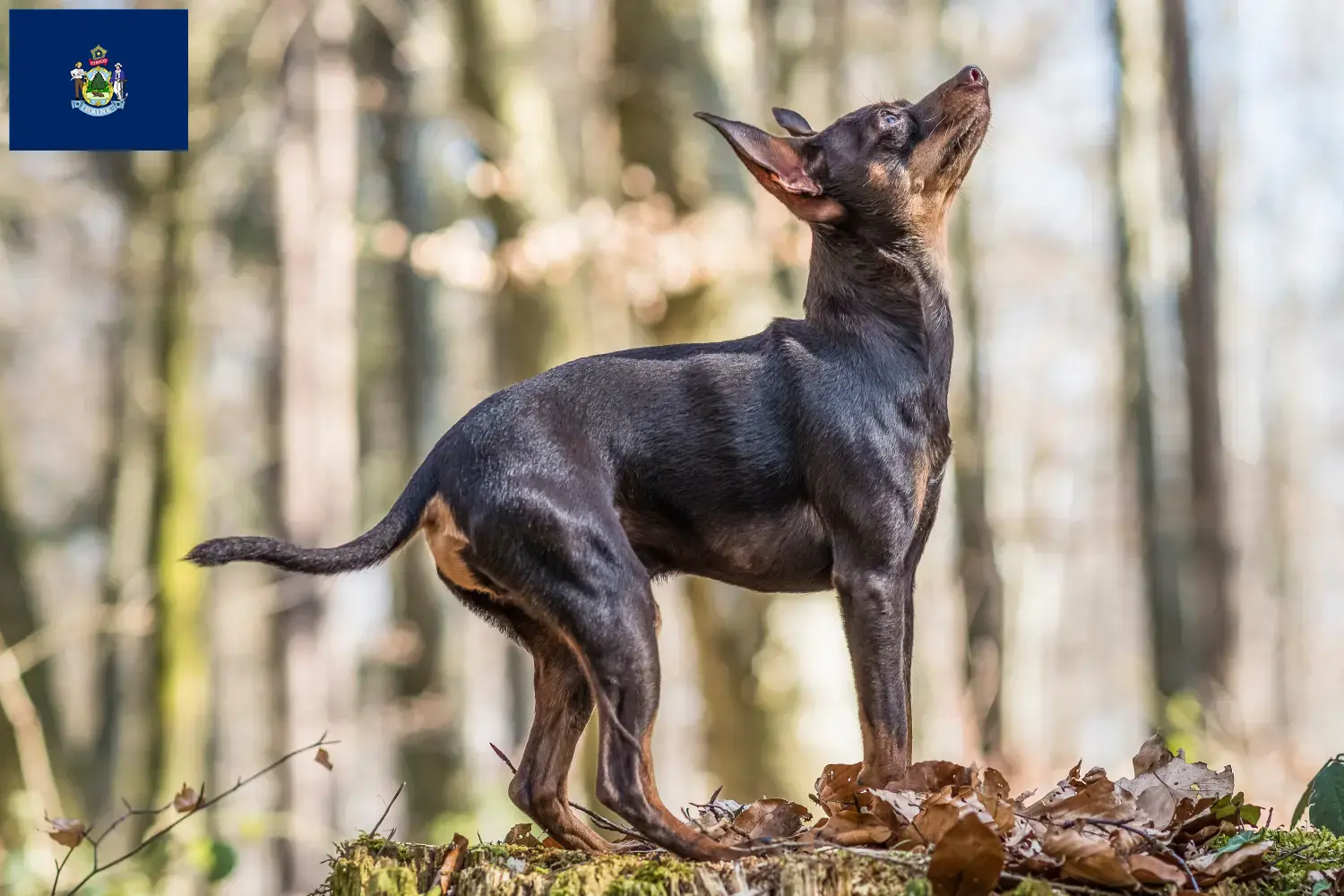 Read more about the article Prager Rattler breeders and puppies in Maine