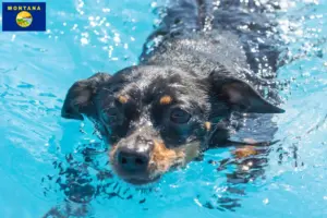 Read more about the article Prager Rattler breeders and puppies in Montana