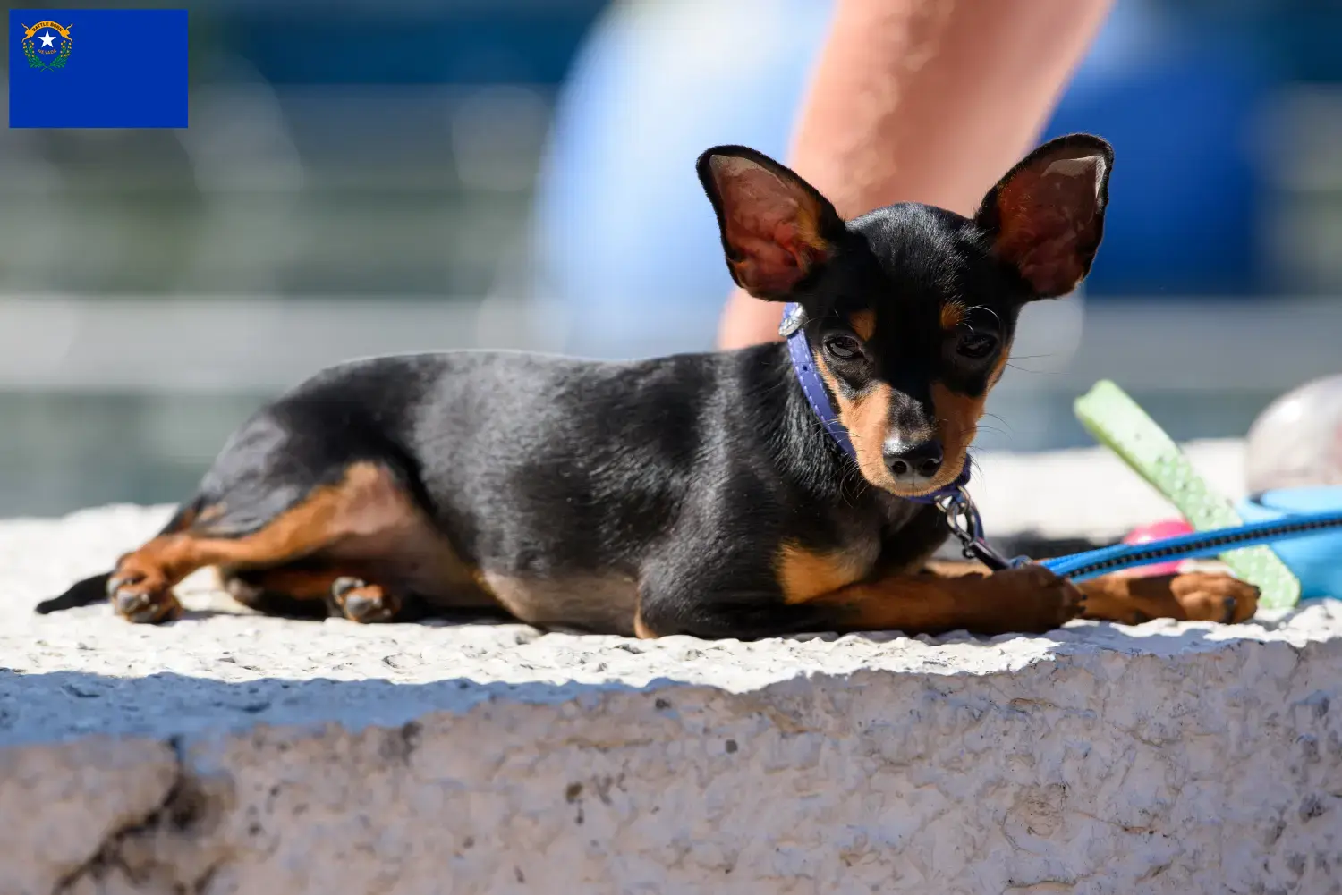 Prager Rattler puppies and breeder Nevada Here you can find Prager Rattler breeders in Nevada.