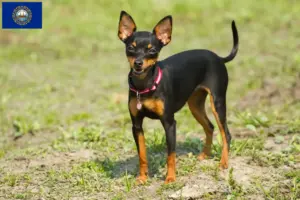 Read more about the article Prager Rattler breeders and puppies in New Hampshire