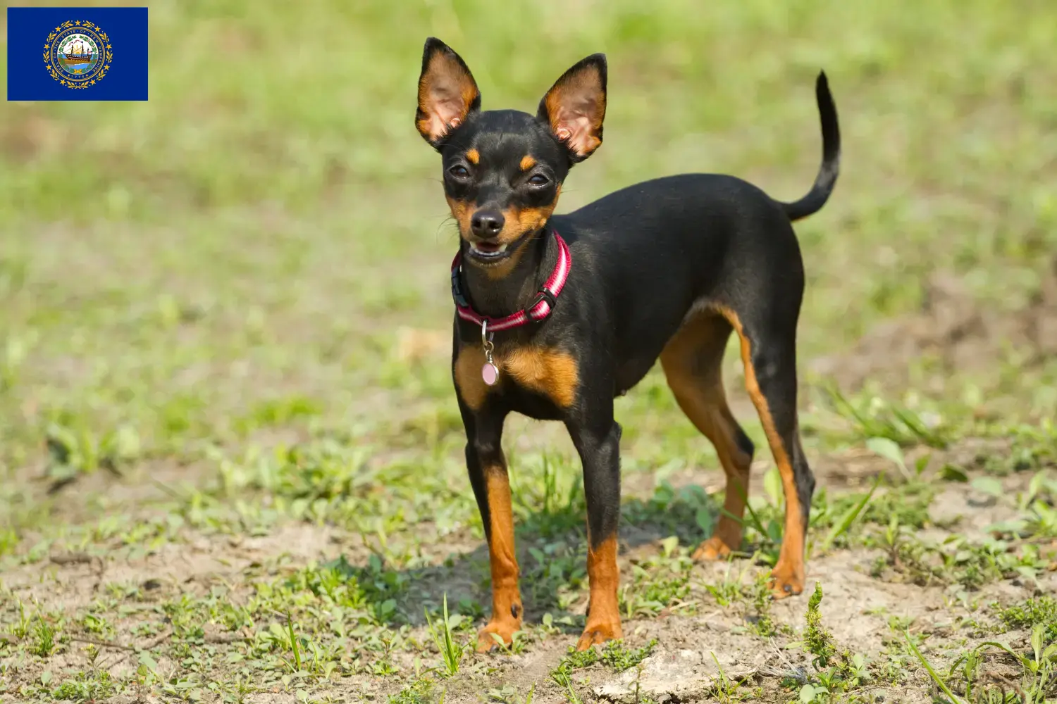 Read more about the article Prager Rattler breeders and puppies in New Hampshire