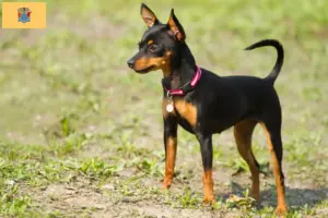 Read more about the article Prague Rattler breeders and puppies in New Jersey