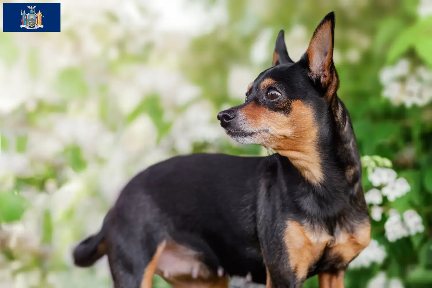 Read more about the article Prague Rattler breeders and puppies in New York