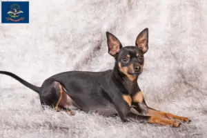 Read more about the article Prager Rattler breeders and puppies in North Dakota