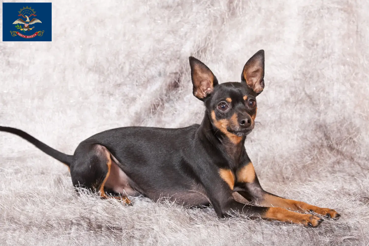 Read more about the article Prager Rattler breeders and puppies in North Dakota