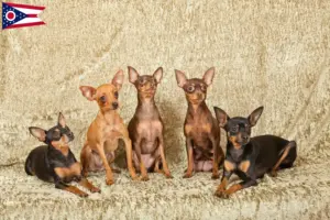 Read more about the article Prague Rattler breeders and puppies in Ohio