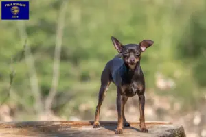 Read more about the article Prague Rattler breeders and puppies in Oregon