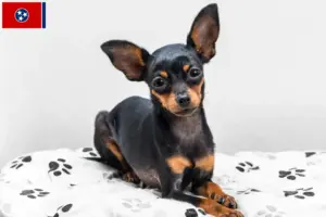 Read more about the article Prager Rattler breeders and puppies in Tennessee