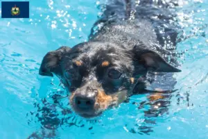 Read more about the article Prager Rattler breeders and puppies in Vermont