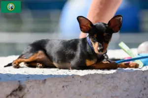 Read more about the article Prague Rattler breeders and puppies in Washington