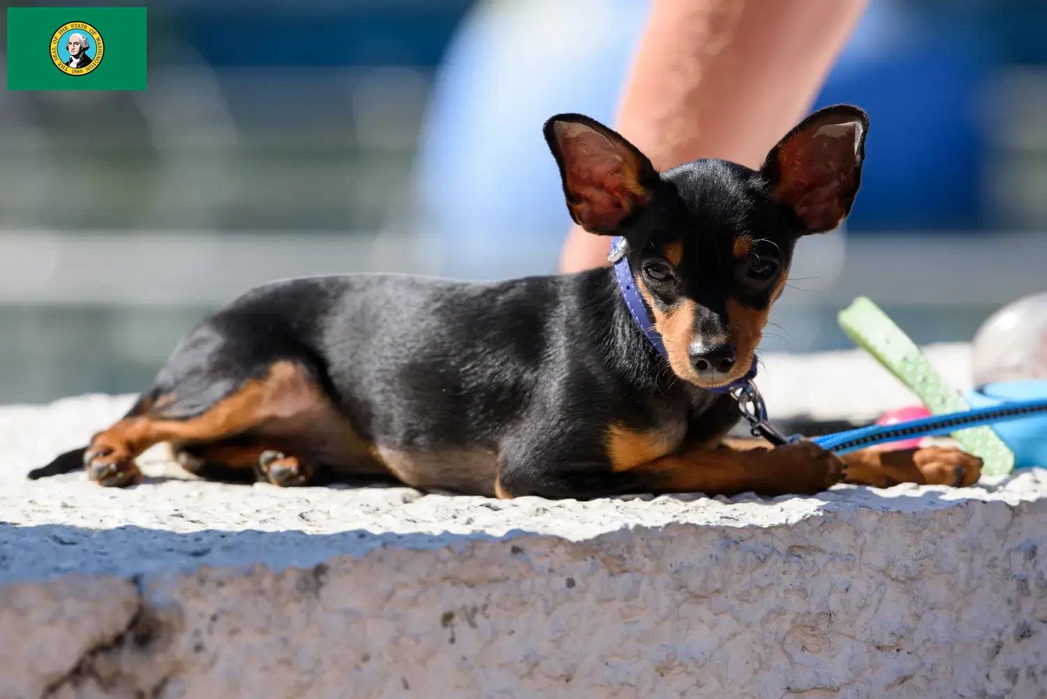 Read more about the article Prague Rattler breeders and puppies in Washington