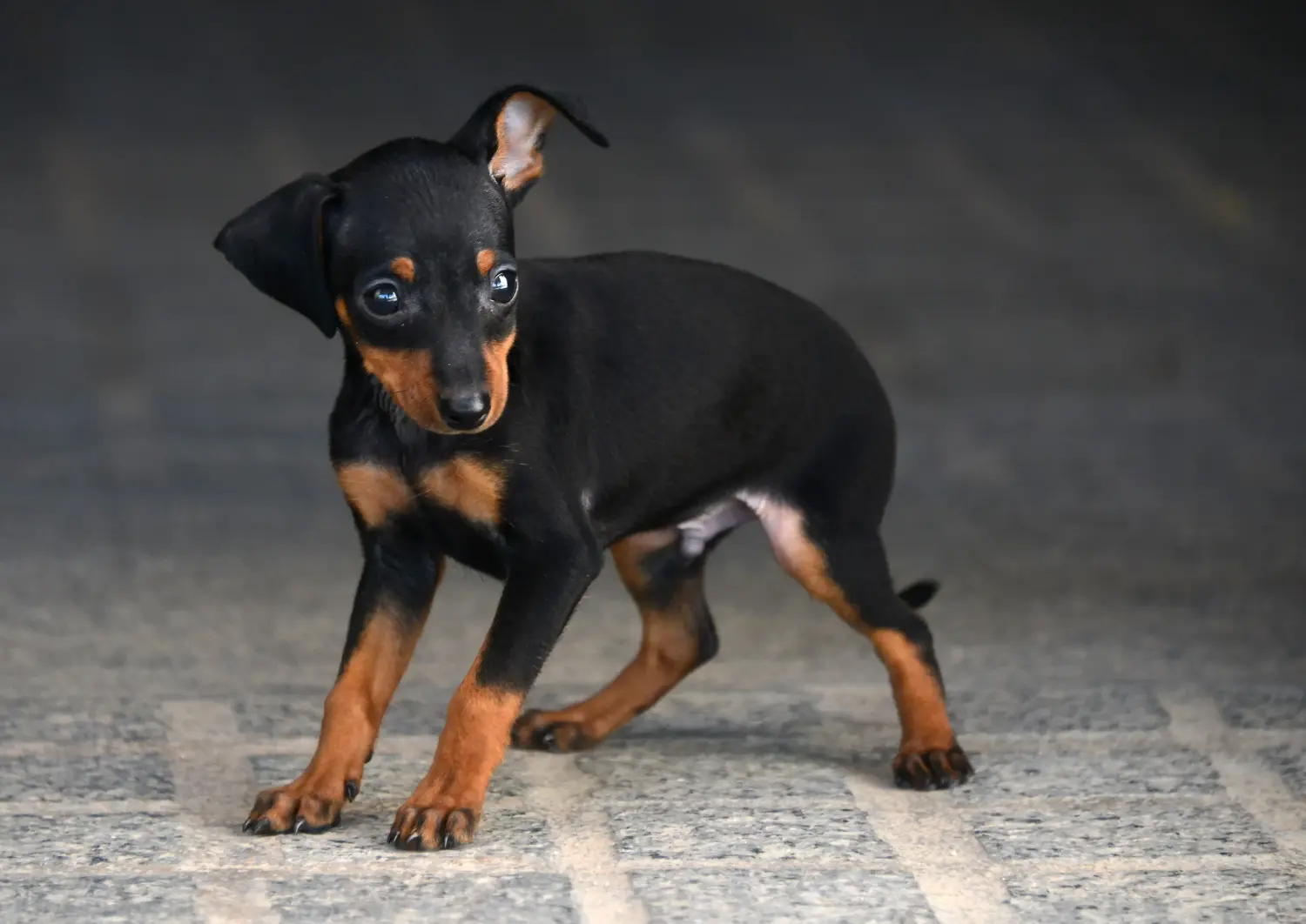 Buying a Prager Rattler puppy means taking responsibility! Buy Prager Rattler puppies.