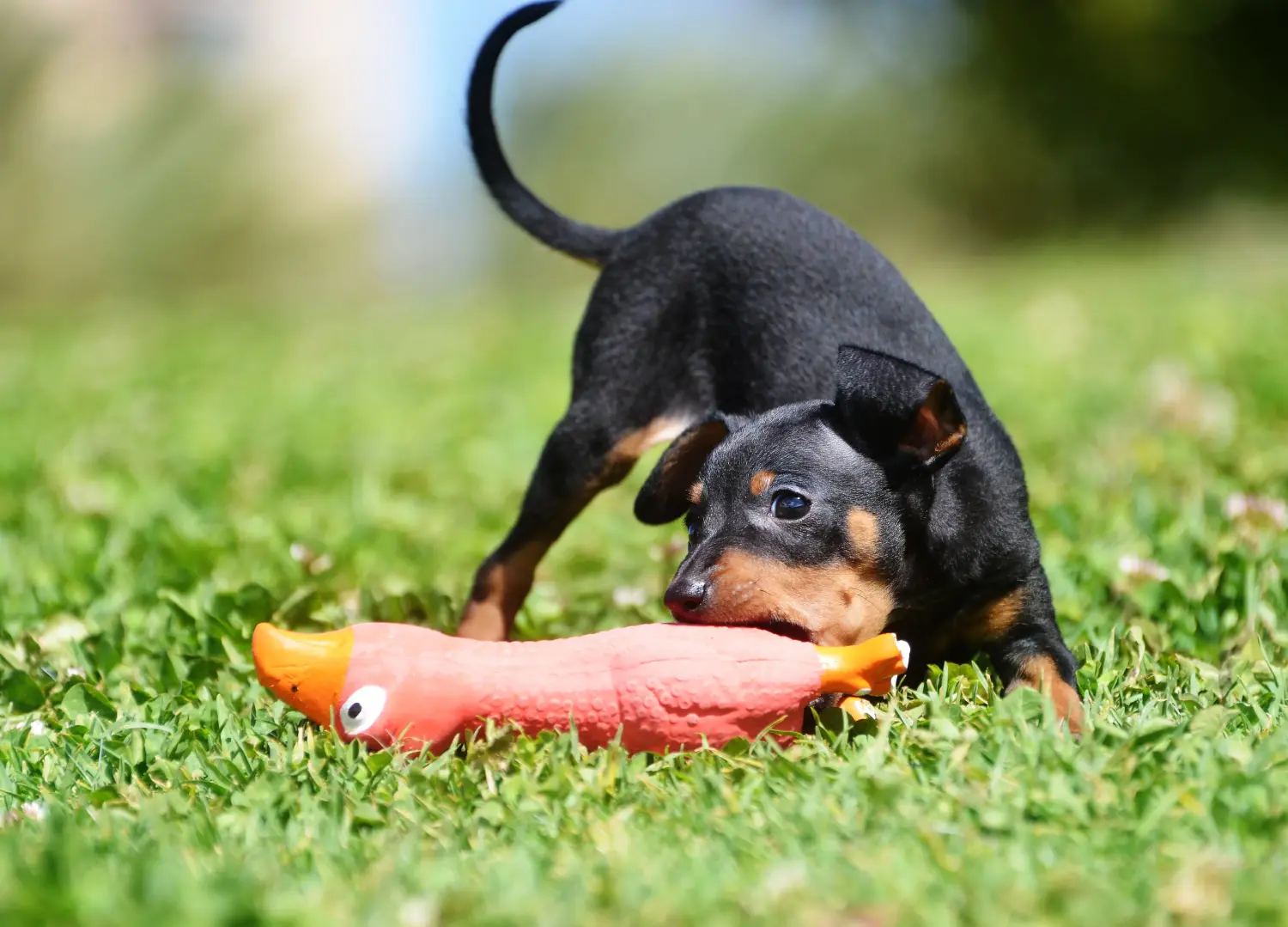 Buying a Prager Rattler puppy means taking responsibility! Buy Prager Rattler puppies.
