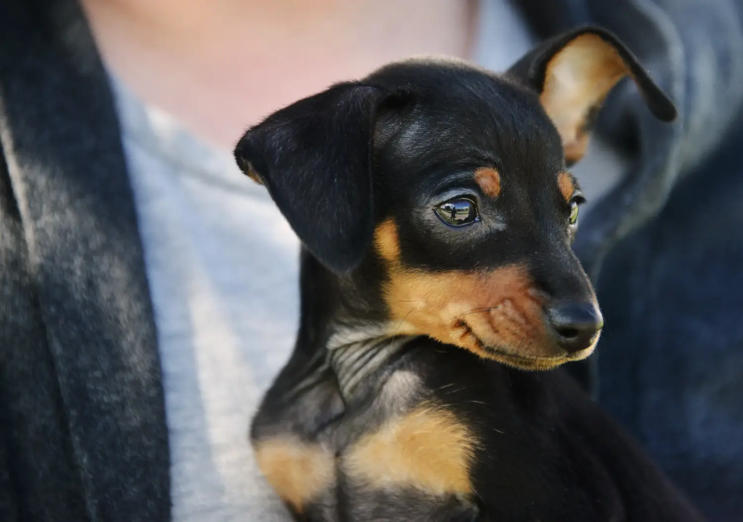 Buying a Prager Rattler puppy means taking responsibility! Buy Prager Rattler puppies.