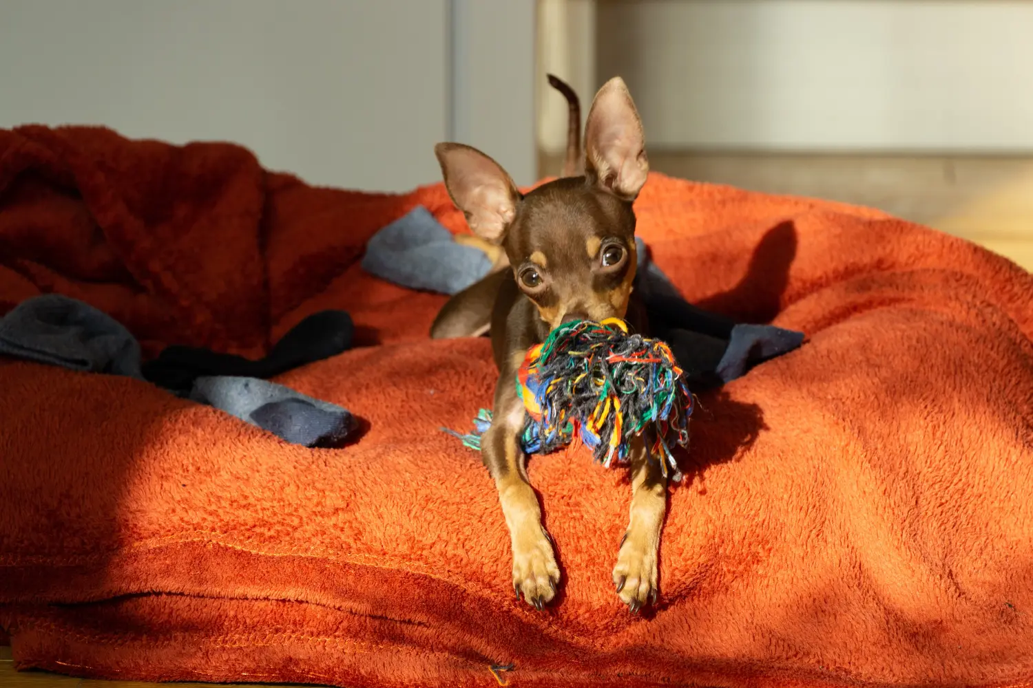 Buying a Prager Rattler puppy means taking responsibility! Buy Prager Rattler puppies.