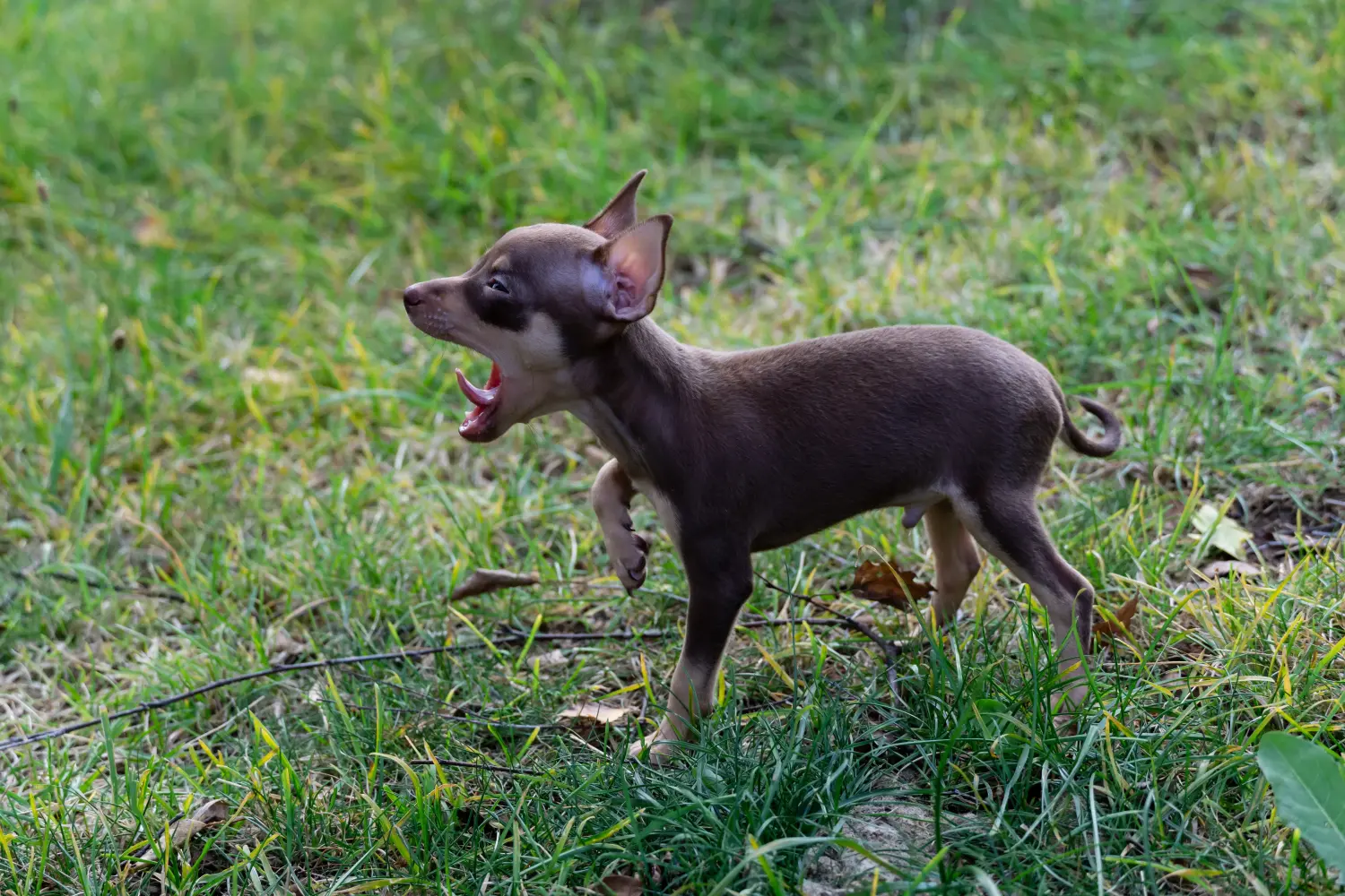Buying a Prager Rattler puppy means taking responsibility! Buy Prager Rattler puppies.