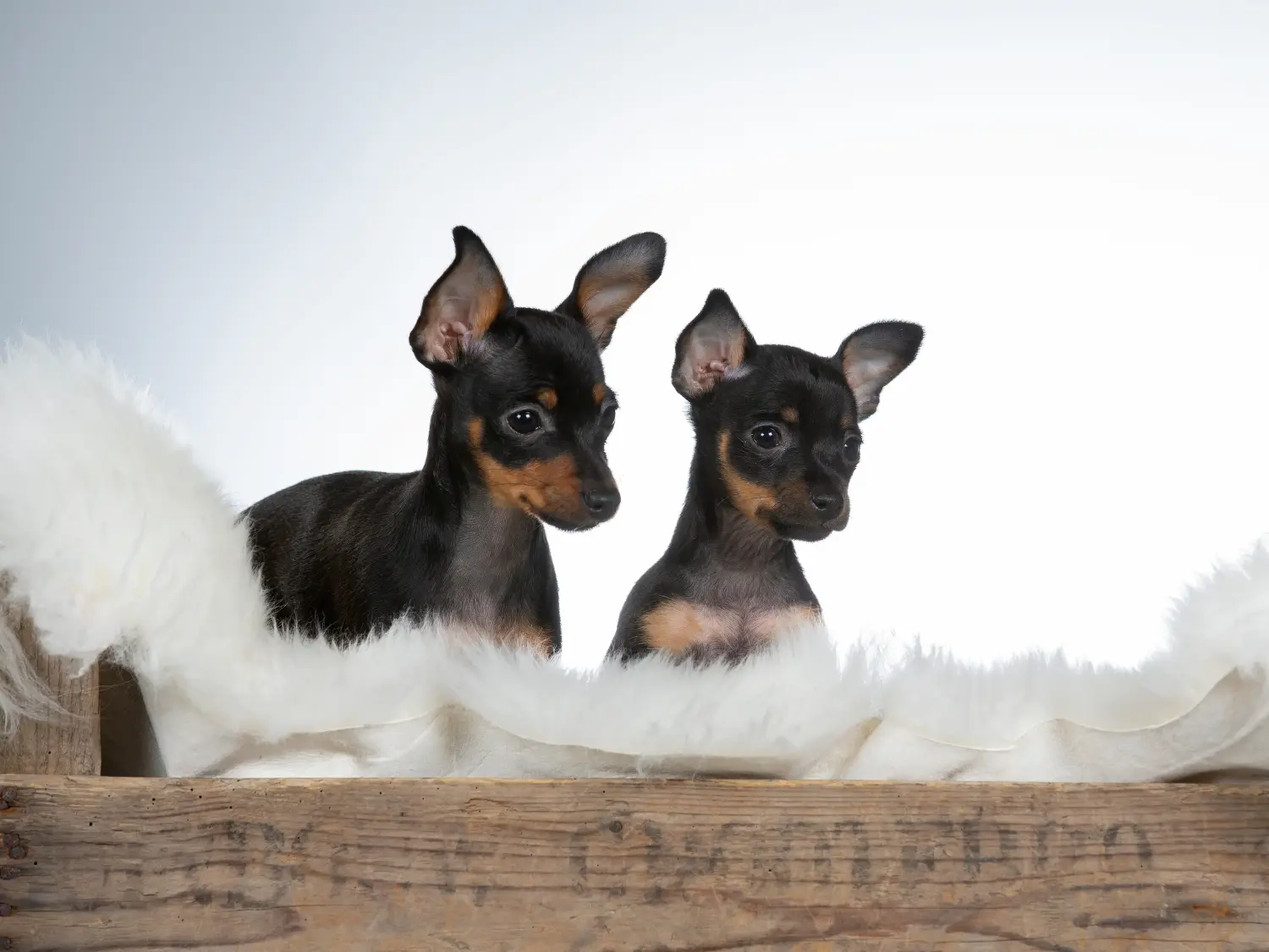 Buying a Prager Rattler puppy means taking responsibility! Buy Prager Rattler puppies.