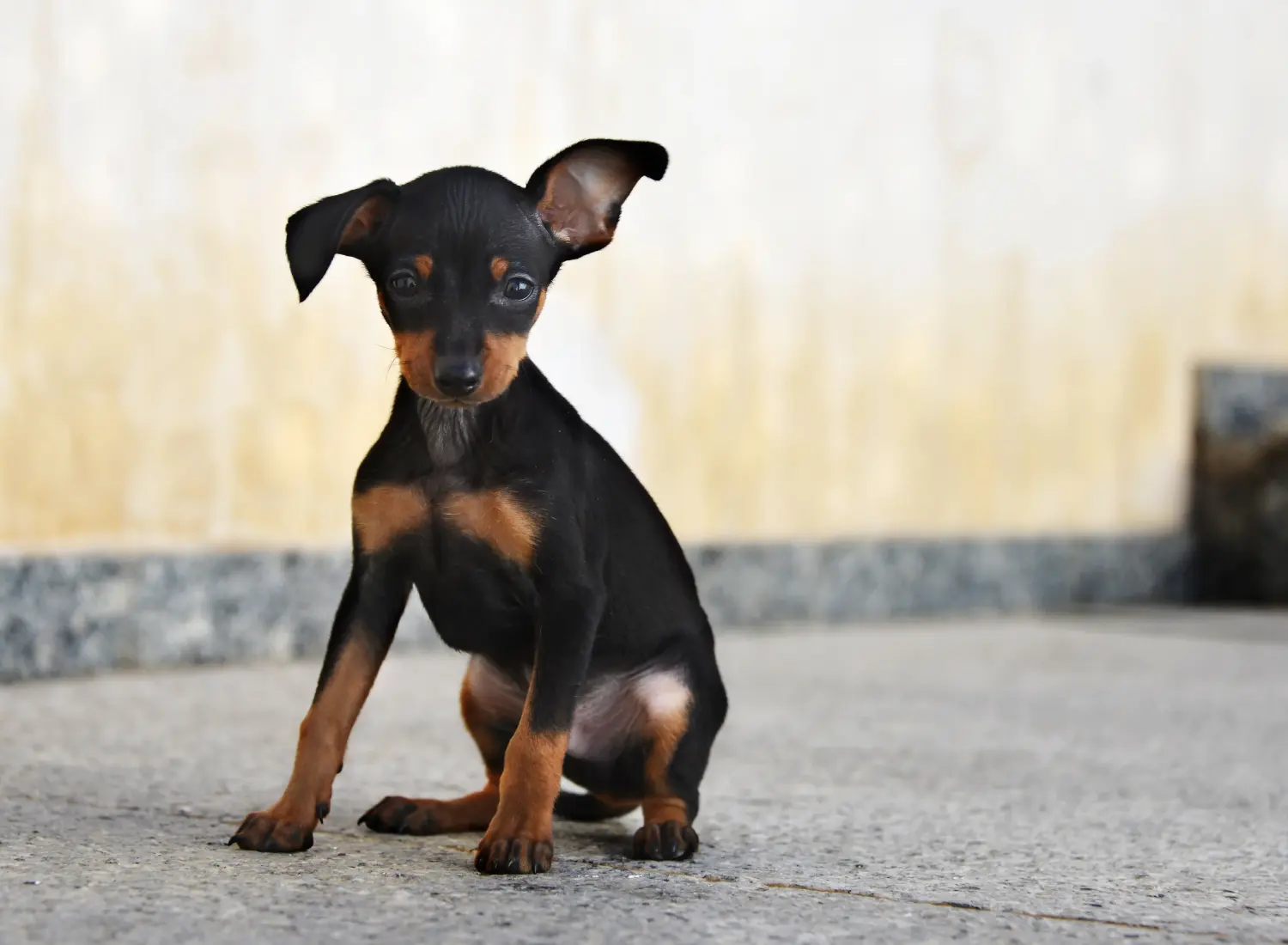 Buying a Prager Rattler puppy means taking responsibility! Buy Prager Rattler puppies.