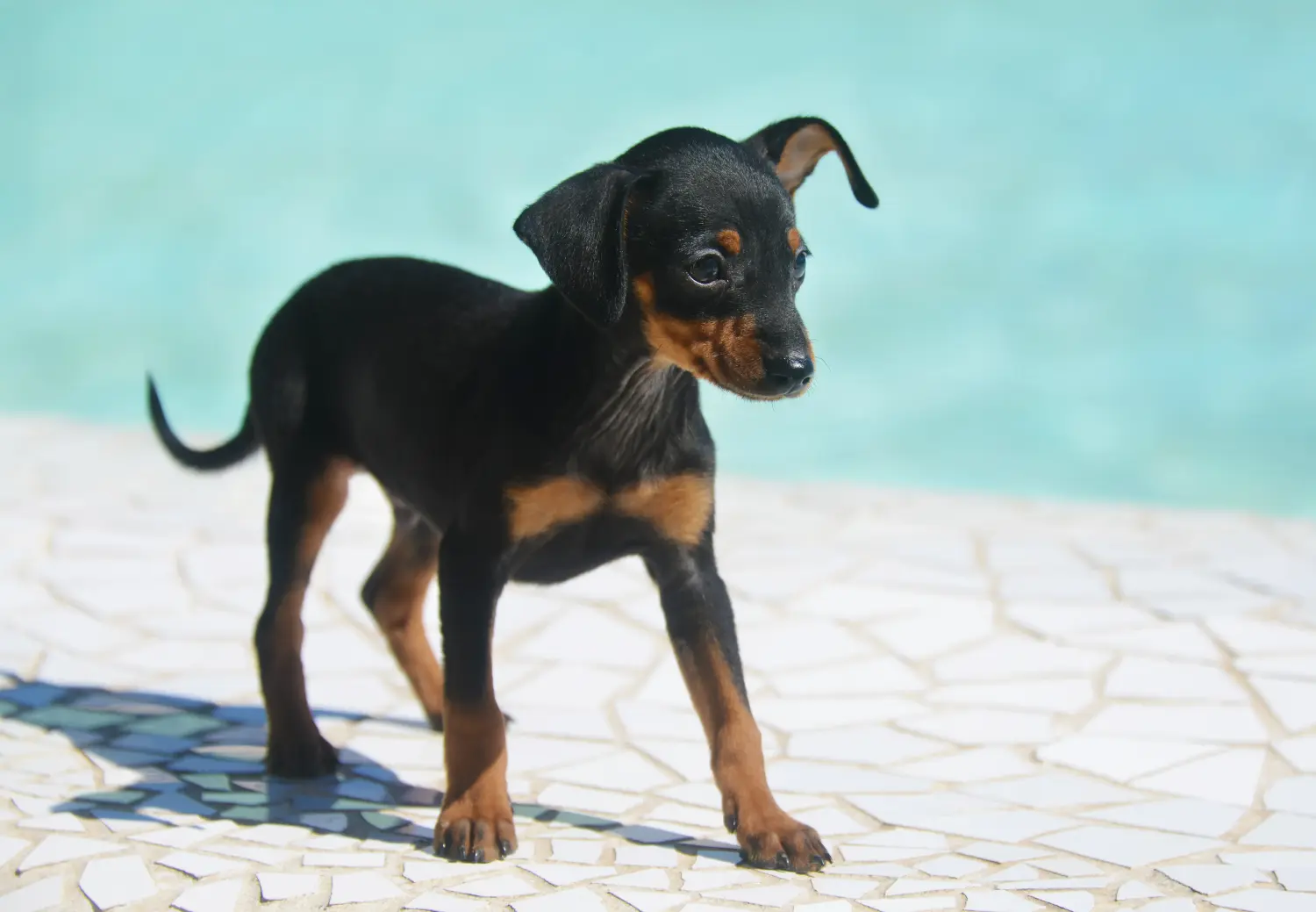 Buying a Prager Rattler puppy means taking responsibility! Buy Prager Rattler puppies.