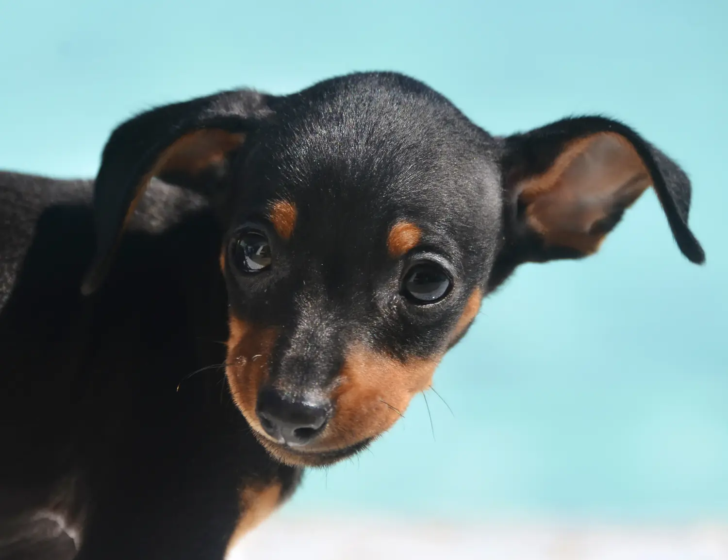 Buying a Prager Rattler puppy means taking responsibility! Buy Prager Rattler puppies.