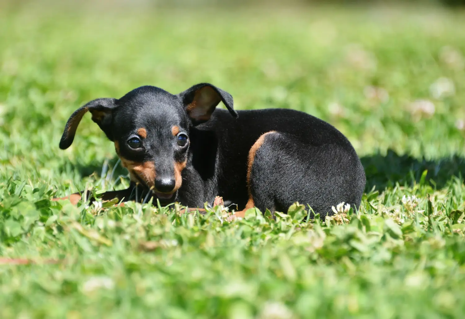 Buying a Prager Rattler puppy means taking responsibility! Buy Prager Rattler puppies.