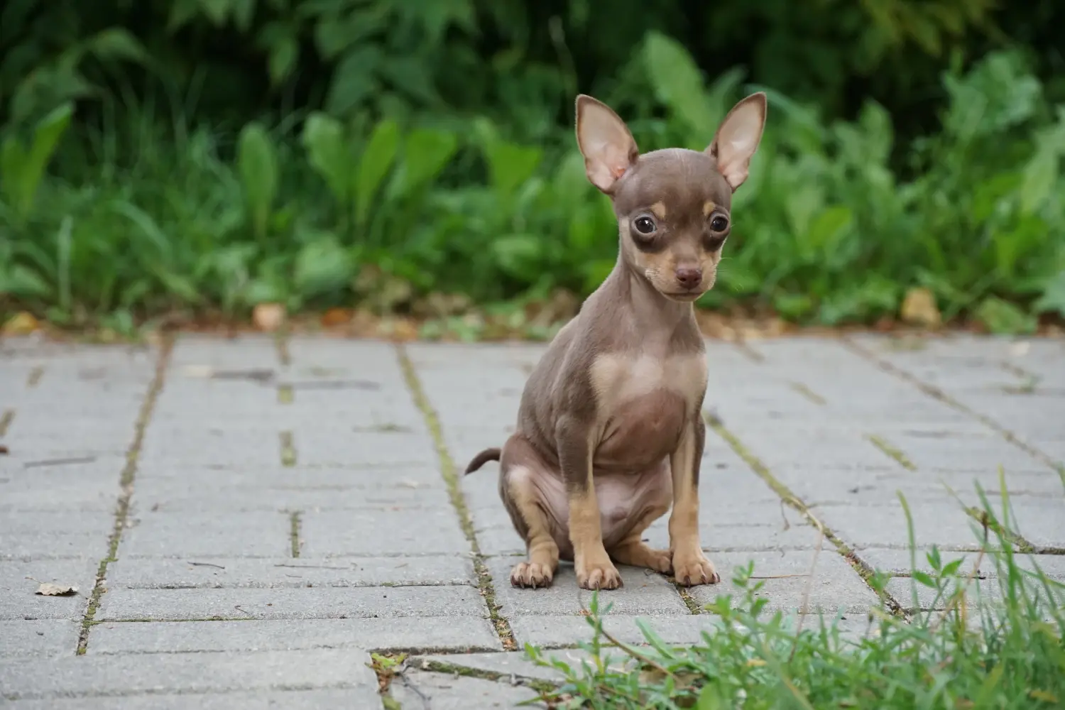Buying a Prager Rattler puppy means taking responsibility! Buy Prager Rattler puppies.