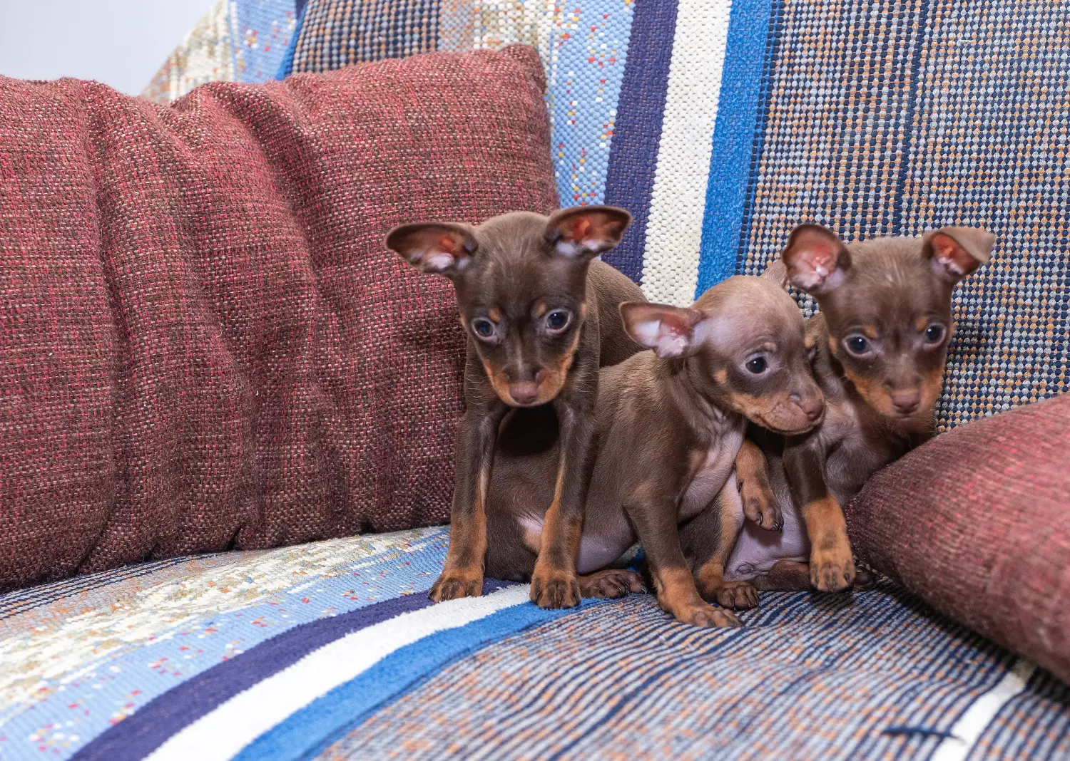 Buying a Prager Rattler puppy means taking responsibility! Buy Prager Rattler puppies.
