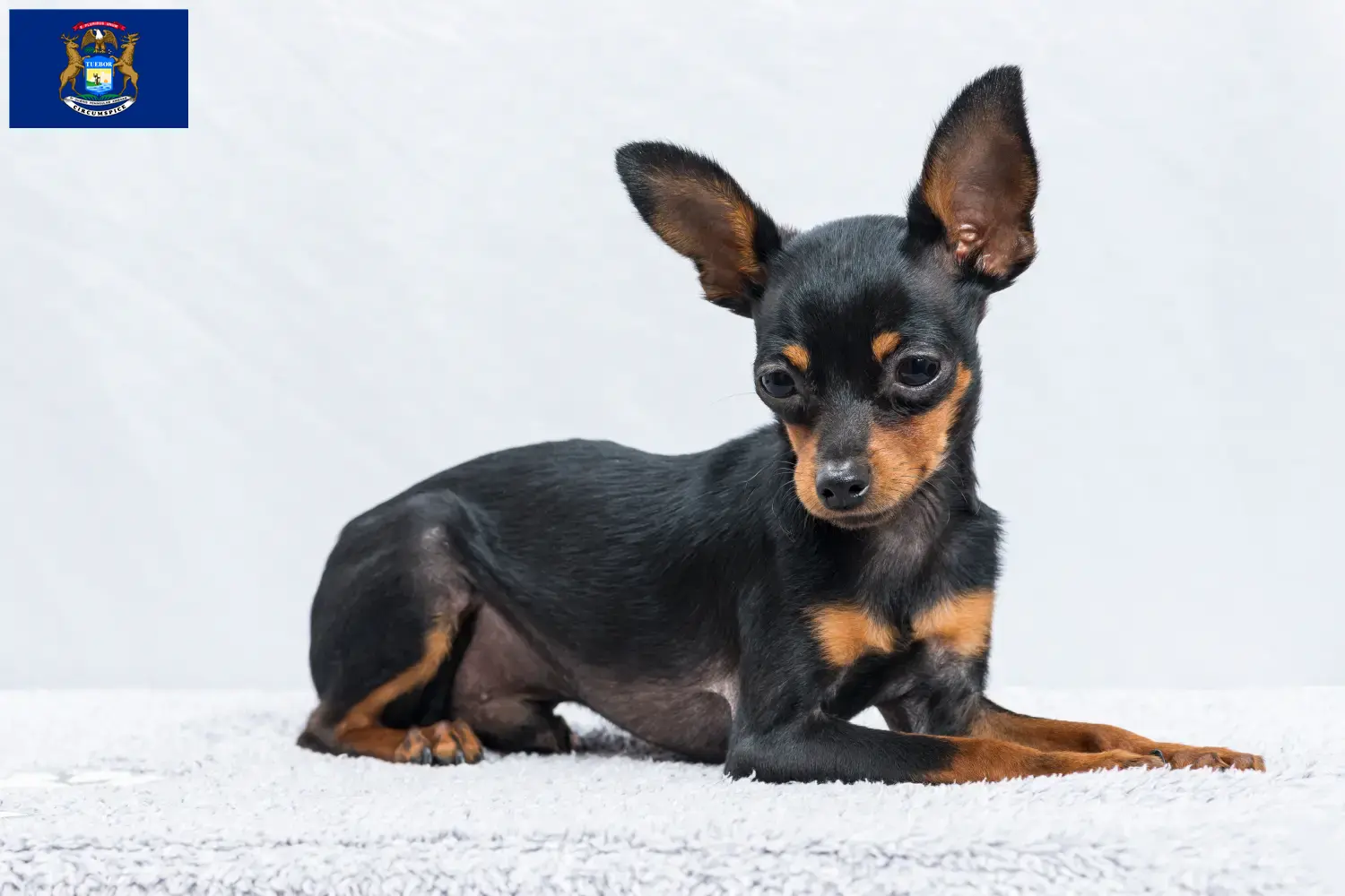 Read more about the article Prague Rattler breeders and puppies in Michigan
