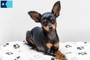 Read more about the article Prager Rattler breeders and puppies in Minnesota