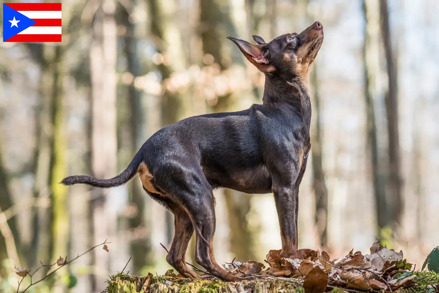 Read more about the article Prague Rattler breeders and puppies in Puerto Rico