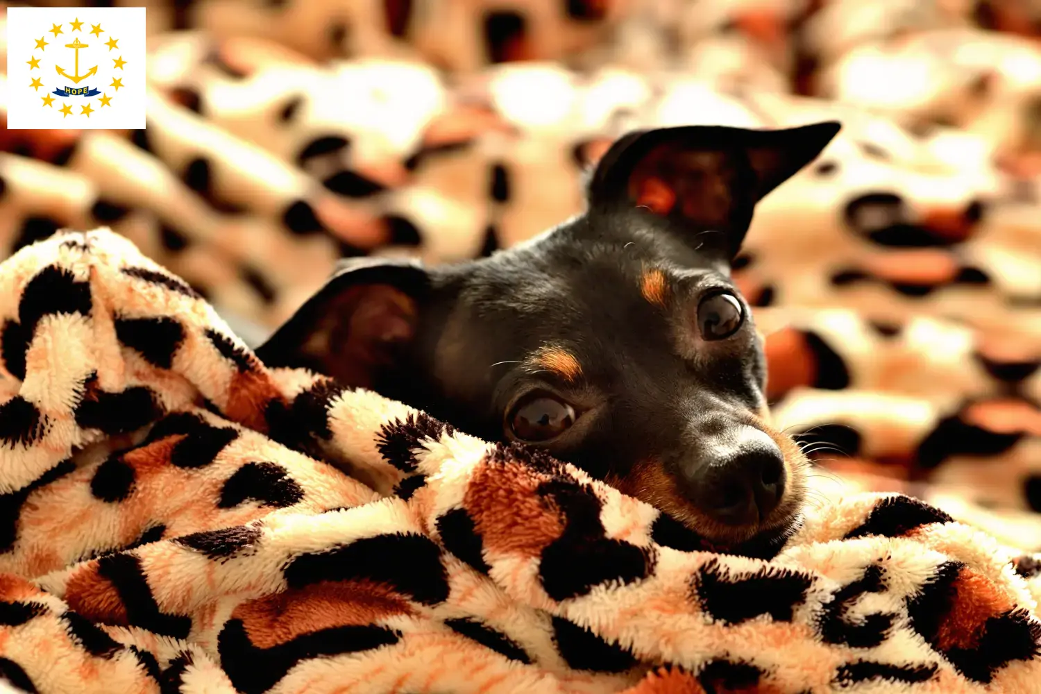 Read more about the article Prague Rattler breeders and puppies in Rhode Island