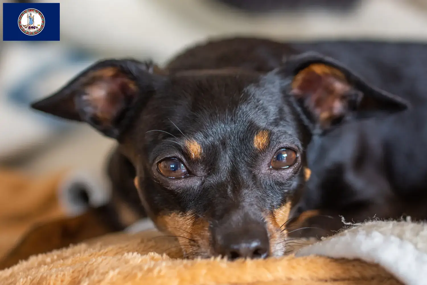 Read more about the article Prague Rattler breeders and puppies in Virginia