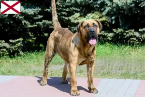 Read more about the article Presa Canario breeders and puppies in Alabama