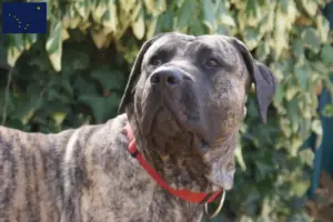 Read more about the article Presa Canario breeders and puppies in Alaska