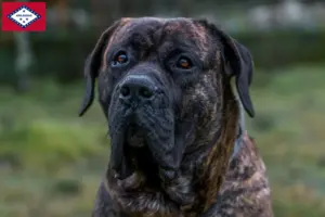 Read more about the article Presa Canario breeders and puppies in Arkansas