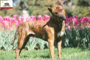 Read more about the article Presa Canario breeders and puppies in California